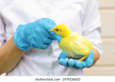 Yellow Baby Chick In Hand Veterinarian In Medical Gloves. Examination, Treatment, Vaccination, Prevention Of Diseases, Pet. Doctor Vet In Chicken Poultry Farm. Farmer, Agroengineer And Domestic Bird