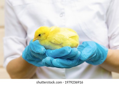 Yellow Baby Chick In Hand Veterinarian In Medical Gloves. Examination, Treatment, Vaccination, Prevention Of Diseases, Pet. Doctor Vet In Chicken Poultry Farm. Farmer, Hold Domestic Bird In Incubator