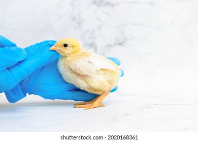 Yellow Baby Chick In Hand Veterinarian In Medical Gloves. Examination, Treatment, Vaccination, Prevention Of Diseases, Avian Influenza Pet. Doctor Vet Chicken Poultry Farm. Domestic Bird In Incubator