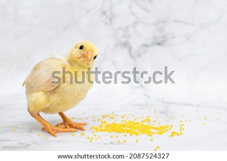yellow baby chick, little hen, chicken eating millet on white marble background. domestic bird, poultry feeding. compound feed for pets. copy space, text