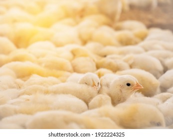 Yellow Baby Chickens Was Head Up In The Group Of Baby Chicken Grounding In The Smart Farming Business With Yellow Light Background