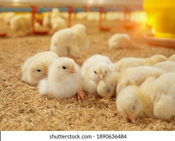 Yellow baby chickens were grrounding in the farm to started feeding in the chicken farm business