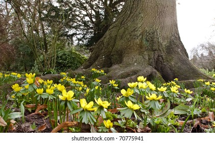 Yellow Baby Crocus Flowers At The Base Of A Tree In England, Symbolic Of Spring And New Life