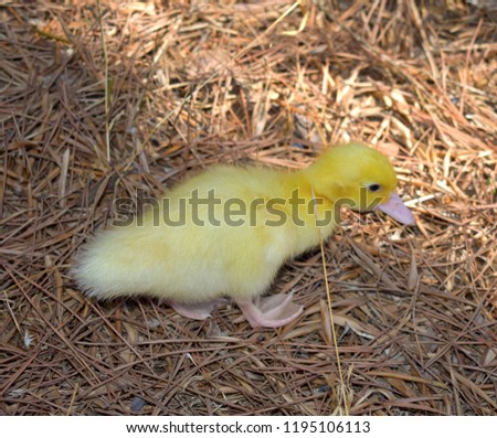 Similar – Image, Stock Photo Baby Muscovy ducklings Cairina moschata