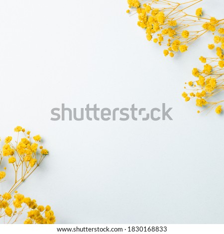 Yellow baby's breath, gypsophila dry flowers on light blue background. flat lay, top view, copy space