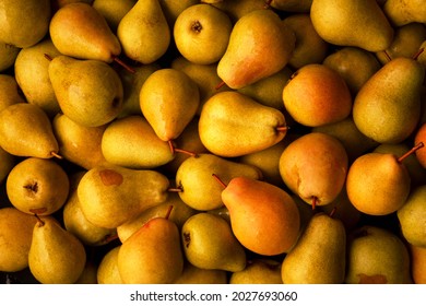 Yellow background with a bunch of ripe pears. Harvest from own garden.