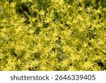 Yellow background with copy space. In the wild, stonecrop (Sedum acre) grows on rocky soils.