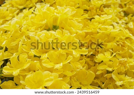 yellow background Dolichandra unguis-cati flowers