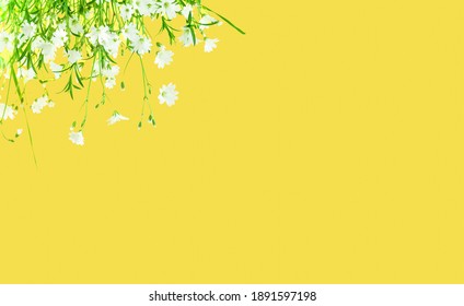 Yellow background with white wildflowers. The trendy color of 2021. Summer Equinox Day or Solstice. Creative copy space for positive mood.