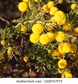 Yellow Ball-shaped Blossoms  Of Prickly Moses (Acacia Pulchella) Endemic To Western Australia