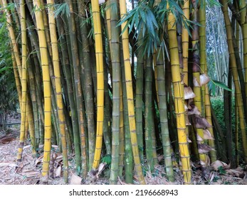 Yellow Bamboo Bambusa Vulgaris Schrad Grows Stock Photo 2196668943 ...