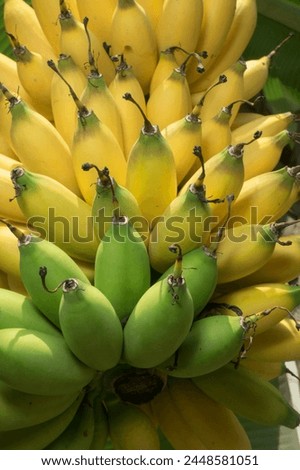 yellow bananas fruit hanging on the tree detail closeup