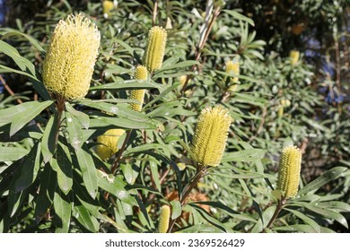 yellow banksia flower in australian bushland