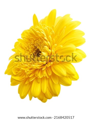 Yellow Barberton daisy flower, Gerbera jamesonii, isolated on white background, with clipping path                                                         