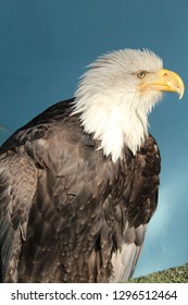 Yellow beak Alaskan Eagle.