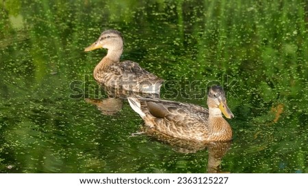 Yellow Beak Ducks Birds Green Algae Pond Reflection


