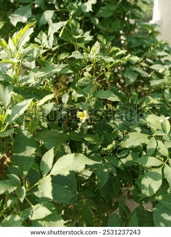 Similar – Image, Stock Photo Gelbe Blume auf grüner Wiese