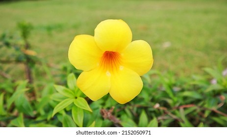 yellow beautiful flower at the park. yellow damiana leaf. damiana flower.