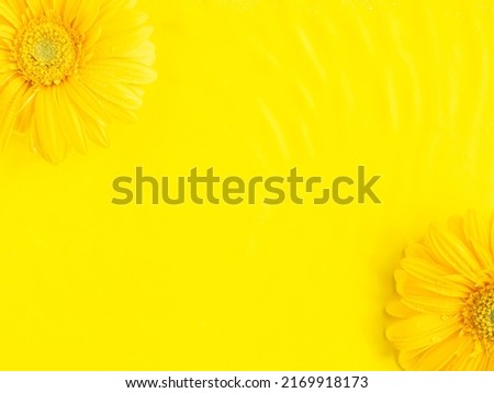 Yellow beautiful gerbera daisy flowers frame on monochrome background in water with ripples. Summer backdrop