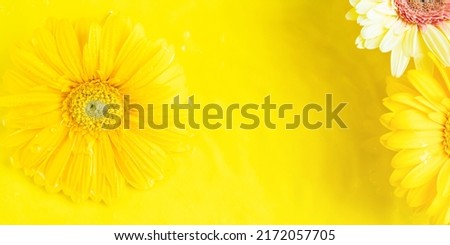 Yellow beautiful gerbera daisy flowers frame on monochrome background in water with ripples. Summer backdrop banner