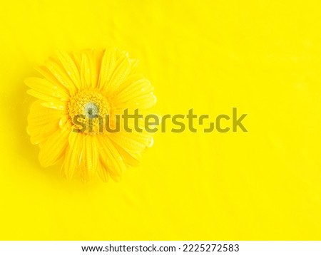 Yellow beautiful gerbera daisy flowers petal frame on monochrome background in water. Summer backdrop