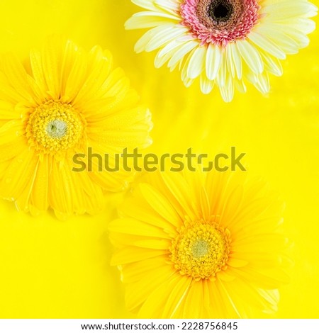 Yellow beautiful gerbera daisy flowers frame on monochrome background in water with ripples. Summer backdrop square image