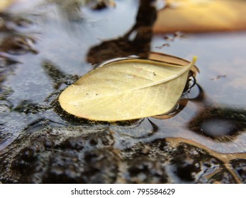 Yellow Beautiful Leaf