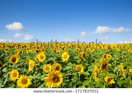 A yellow beautiful sunflower field