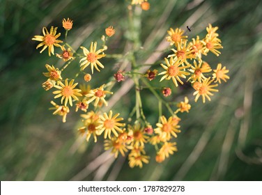 Yellow Beautiful Wild Flowers In The Shape Of A Heart, Arrows On The Background Of Green Grass In Modern Art Processing. Natural Summer-autumn Background. Concept Of Wild Nature Beauty.