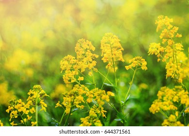 Yellow Bedstraw. Latin Name Gálium. Close Up. Spring Solar Background, Photo Wallpaper. Soft And Selective  Focus, Toning