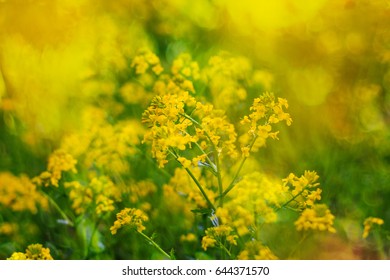 Yellow Bedstraw. Latin Name Gálium. Close Up. Spring Solar Background, Photo Wallpaper. Soft And Selective  Focus, Toning