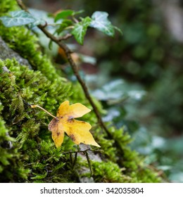 Yellow beech leaf on a with moss overgrown in autumn