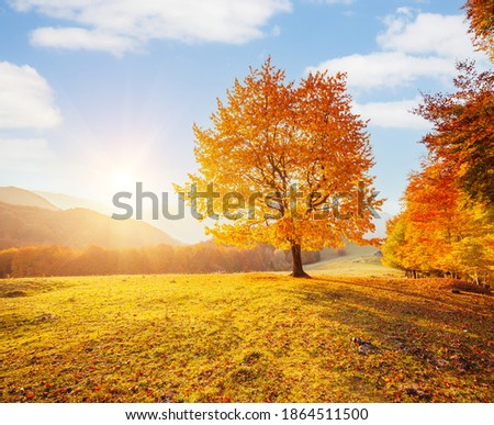 Yellow beech tree on a hill slope with sunbeams at mountain valley. Location place Carpathians, Ukraine, Europe. Fresh vibrant colors. Landscape photography. Discover the world of beauty.