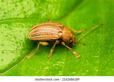 Yellow Beetle In A Leaf Close Up