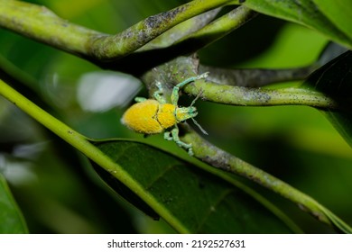 A Yellow Beetle On A Branch