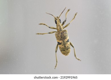 A Yellow Beetle On The Window