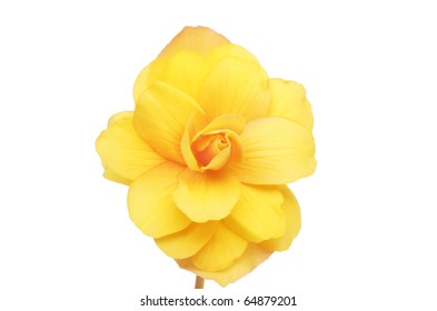 Yellow Begonia Flower Isolated Against White