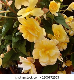 Yellow Begonia Flowers Begoniaceae, The Begonia Family Of Flowering Plants In The Order Cucurbitales. Yellow Tuberous Begonia ( Latin Name Begonia X Tuberhybrida) 