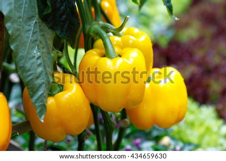 Yellow bell pepper (sweet pepper) on the pepper tree