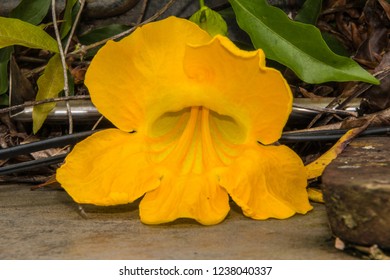Yellow bell shaped flower sitting on old stove