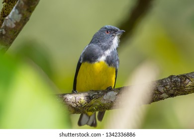 Yellow Bellied Flowerpecker Stock Photo 1342336886 | Shutterstock