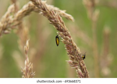 Yellow Bellied Fly (Sciara Hemerobioides) On Dry Yellow Grass, Known Also As The Dark Winged Fungus Gnats