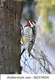 Yellow Bellied Sapsucker