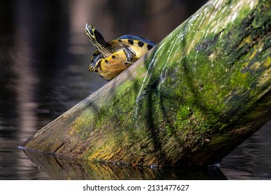 A Yellow Bellied Slider Near The Lake