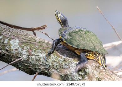 Yellow Bellied Slider On A Cypress Knee