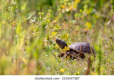 Yellow Bellied Slider In Tall Grass