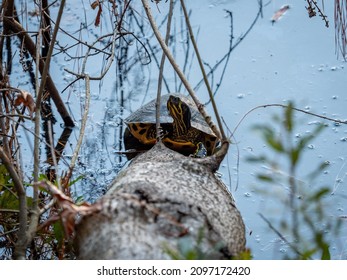Yellow Bellied Slider Turtle Climbing On A Log