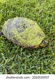 Yellow Bellied Slider Turtle Covered In Green Algae