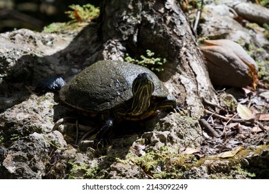Yellow Bellied Slider Turtle Rests In The Sun