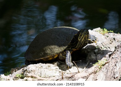 A Yellow Bellied Slider Turtle Rests On A Rock